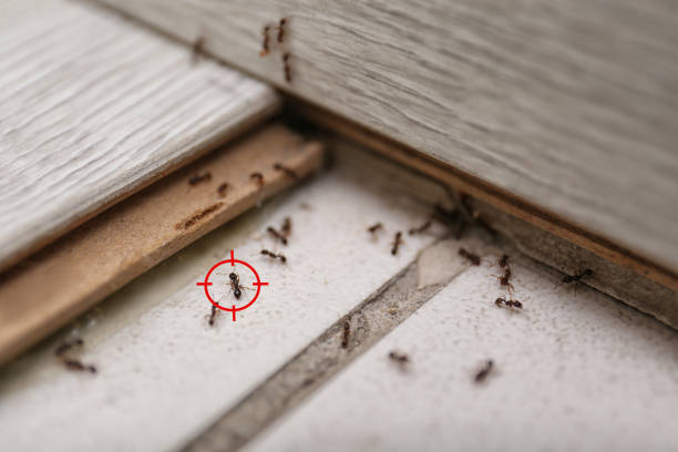 Best Pest Removal Services  in Rockville Centre, NY