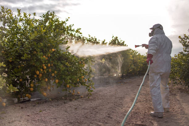 Trusted Rockville Centre, NY Pest Control Experts